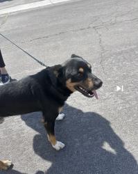 Found/Stray Male Dog last seen Pine & Butterfield CHINO HILLS CA , Chino Hills, CA 91709
