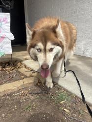 Found/Stray Female Dog last seen Near elmhurst , Amarillo, TX 79106