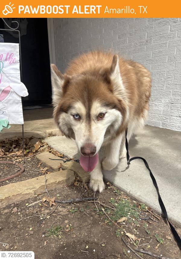 Found/Stray Female Dog last seen Near elmhurst , Amarillo, TX 79106