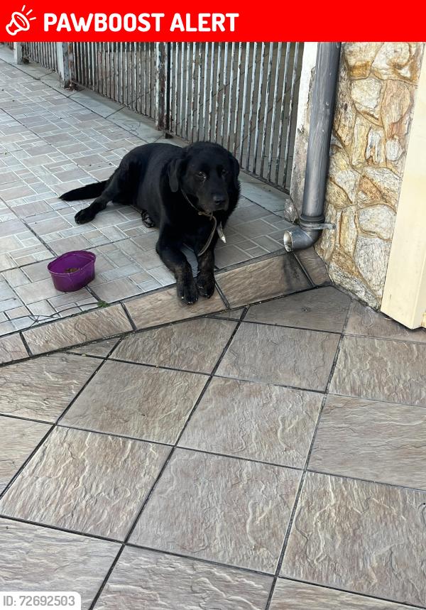 Lost Unknown Dog last seen Rua pastor agenor Caldeira Deniz 967, Jardim Imperador (Zona Leste), SP 03935-080