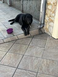 Lost Unknown Dog last seen Rua pastor agenor Caldeira Deniz 967, Jardim Imperador (Zona Leste), SP 03935-080