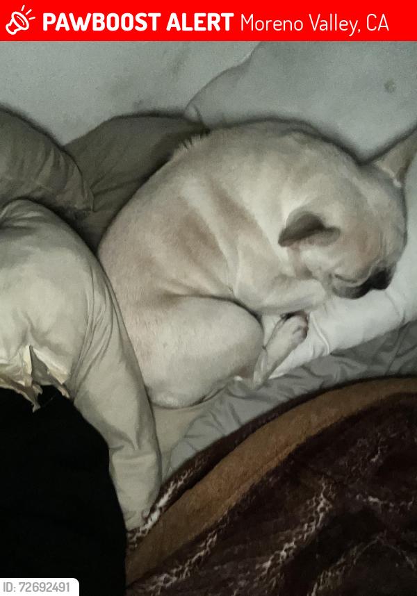 Lost Female Dog last seen Near Kentucky derby dr , Moreno Valley, CA 92555