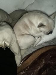 Lost Female Dog last seen Near Kentucky derby dr , Moreno Valley, CA 92555