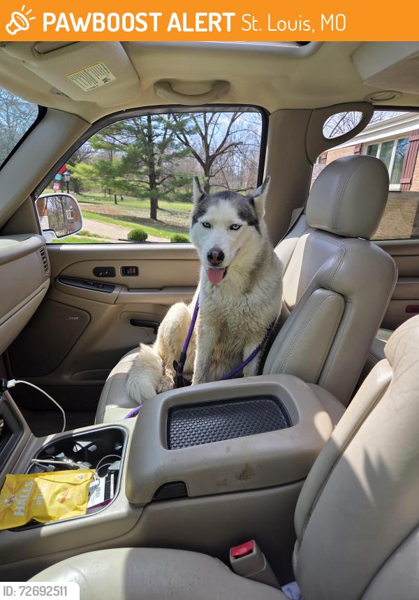 Found/Stray Unknown Dog last seen Near rosegarden , St. Louis, MO 63125