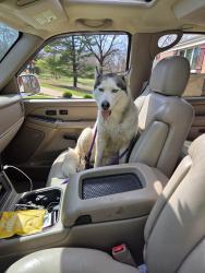 Found/Stray Unknown Dog last seen Near rosegarden , St. Louis, MO 63125