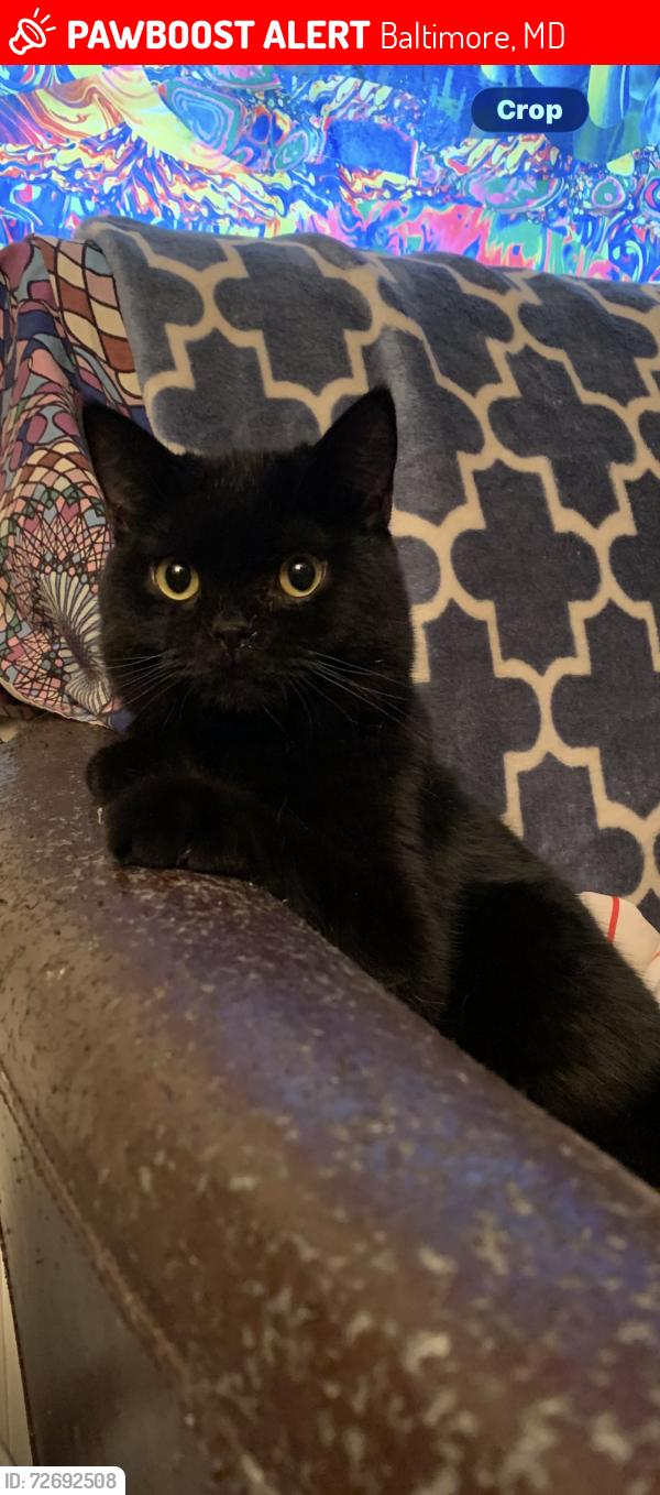 Lost Male Cat last seen Near Carver High School & N Smallwood St, Baltimore, MD 21216