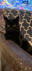 Lost Male Cat last seen Near Carver High School & N Smallwood St, Baltimore, MD 21216