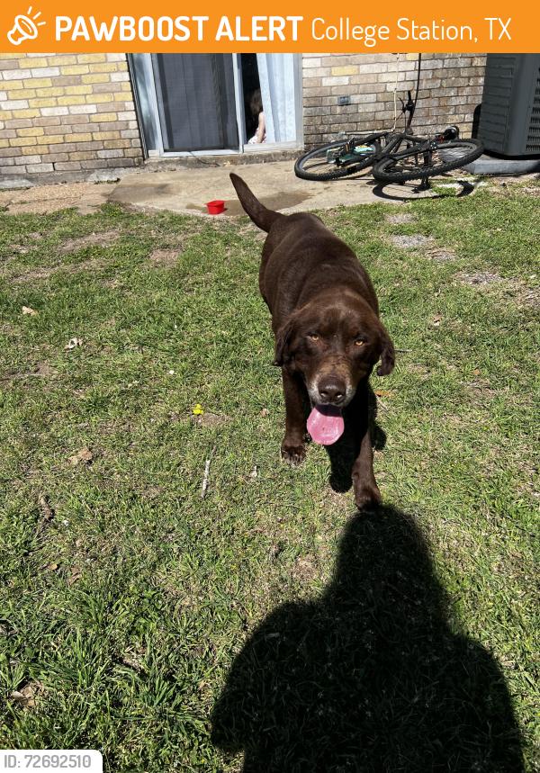 Found/Stray Male Dog last seen Showed up at my door, College Station, TX 77845