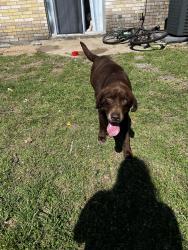Found/Stray Male Dog last seen Showed up at my door, College Station, TX 77845