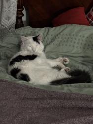 Lost Male Cat last seen Academy and Wyoming , Albuquerque, NM 87109