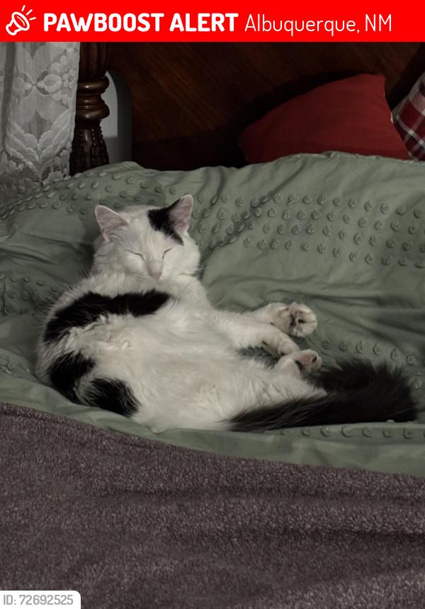 Lost Male Cat last seen Academy and Wyoming , Albuquerque, NM 87109