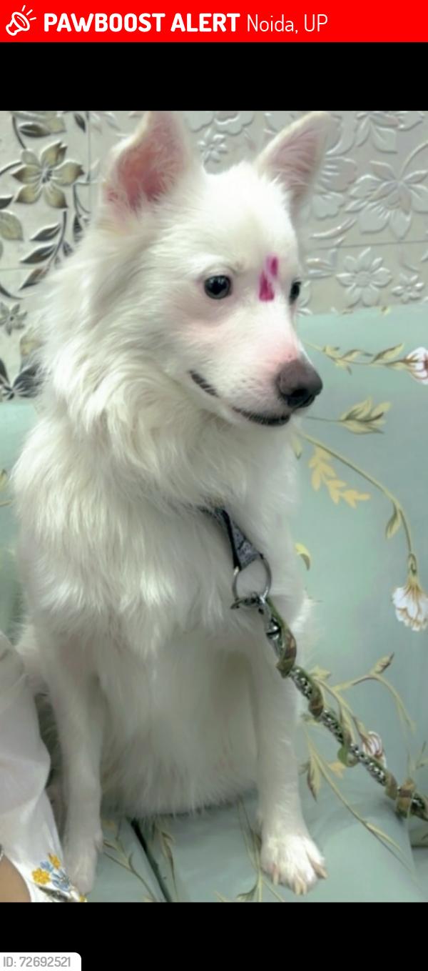 Lost Male Dog last seen Pushta road , Noida, UP 201304