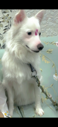 Lost Male Dog last seen Pushta road , Noida, UP 201304