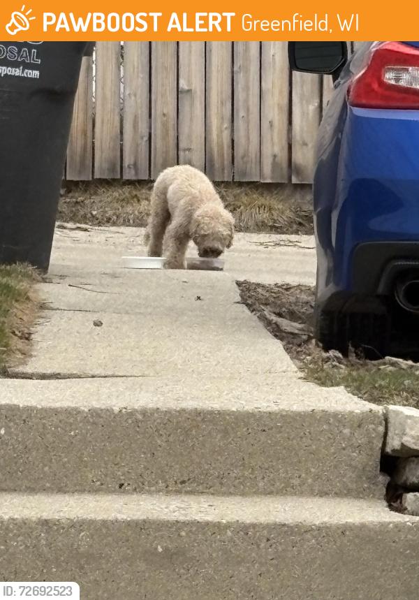 Found/Stray Male Dog last seen Zablocki Park Area, Greenfield, WI 53221