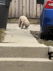 Found/Stray Male Dog last seen Zablocki Park Area, Greenfield, WI 53221