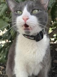 Found/Stray Unknown Cat last seen Indigo hotel, San Antonio, TX 78205
