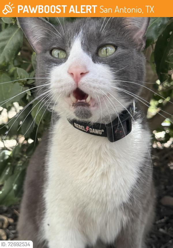 Found/Stray Unknown Cat last seen Indigo hotel, San Antonio, TX 78205