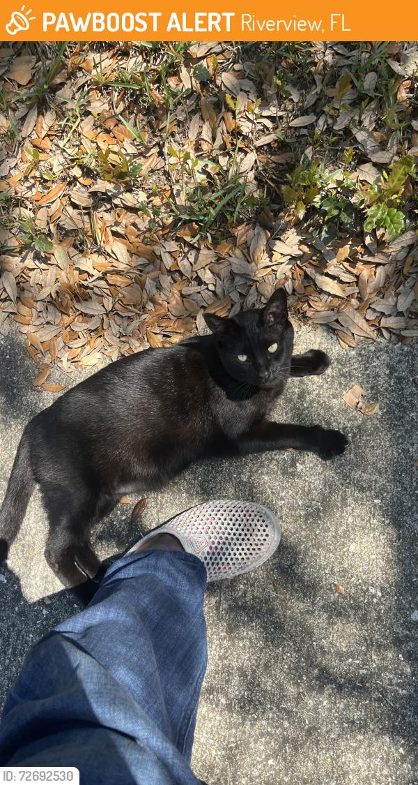 Found/Stray Unknown Cat last seen Bramfield and Panther Trace 33579, Riverview, FL 33579
