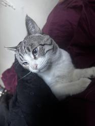 Lost Male Cat last seen Golden state human society on Gilbert Street , Garden Grove, CA 92841