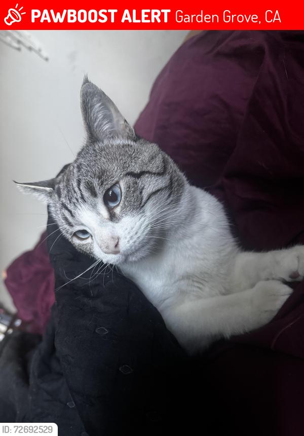 Lost Male Cat last seen Golden state human society on Gilbert Street , Garden Grove, CA 92841