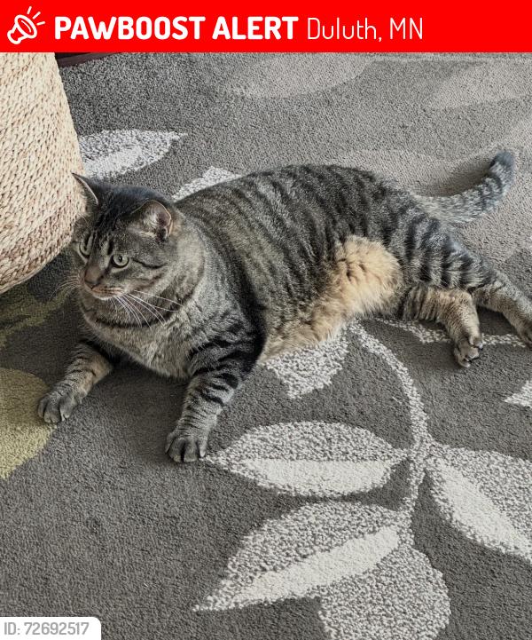 Lost Male Cat last seen Near North 15th ave and E second st, Duluth, MN 55805