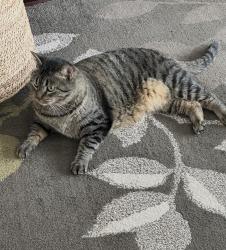 Lost Male Cat last seen Near North 15th ave and E second st, Duluth, MN 55805