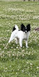 Lost Male Dog last seen Fountainbleu subdivision , Denham Springs, LA 70706