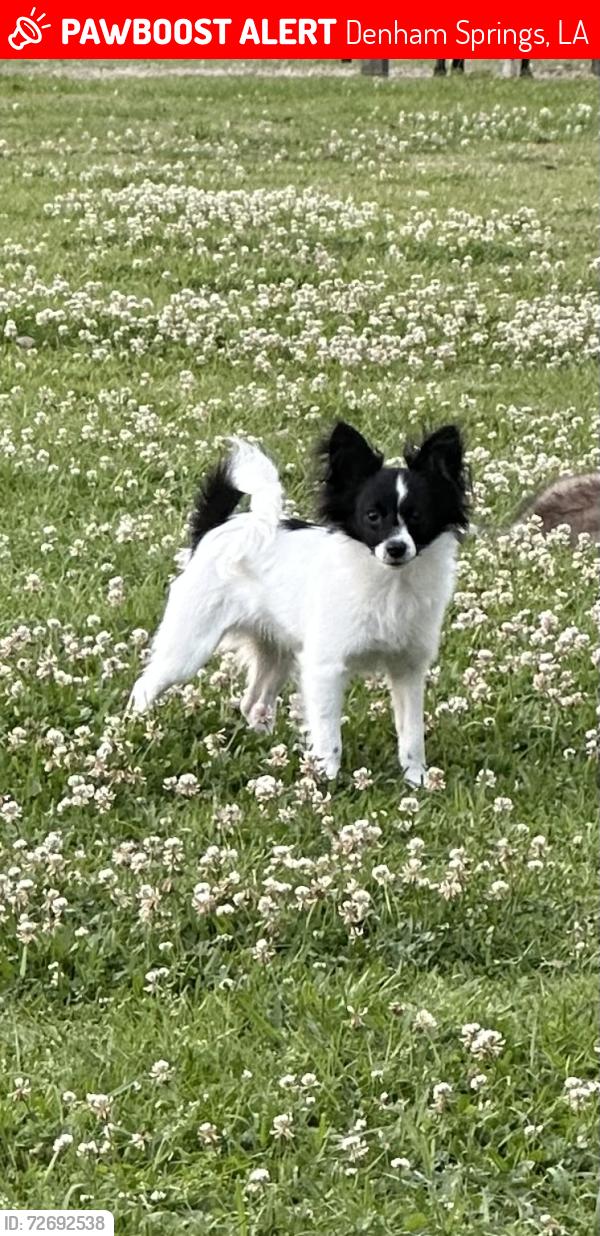 Lost Male Dog last seen Fountainbleu subdivision , Denham Springs, LA 70706