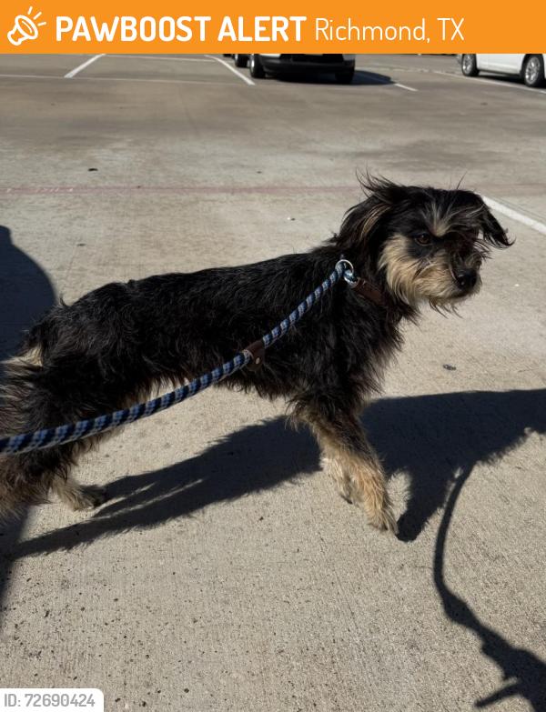 Found/Stray Male Dog last seen Winner Foster Rd & Stratman Rd, Richmond, TX 77469