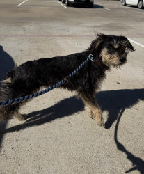Found/Stray Male Dog last seen Winner Foster Rd & Stratman Rd, Richmond, TX 77469