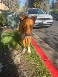 Lost Unknown Dog last seen Davis and Wayne, San Leandro, CA 94577