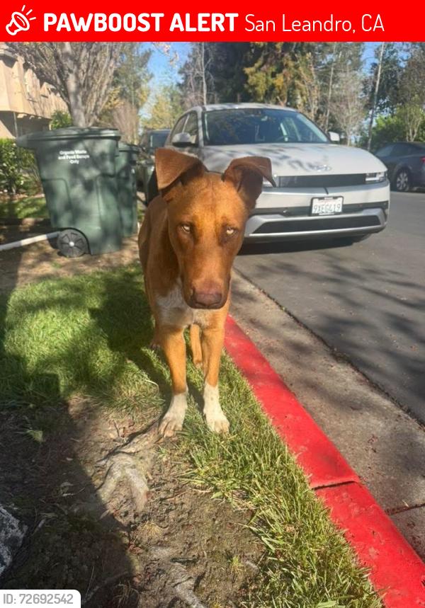 Lost Unknown Dog last seen Davis and Wayne, San Leandro, CA 94577