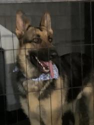 Lost Male Dog last seen Near , Victorville, CA 92392