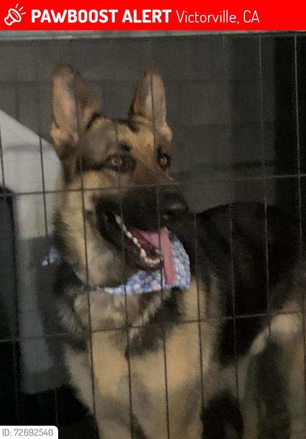 Lost Male Dog last seen Near , Victorville, CA 92392