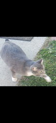 Lost Female Cat last seen Treanor, cienega, big white church corner of valley center and cienega , Covina, CA 91724