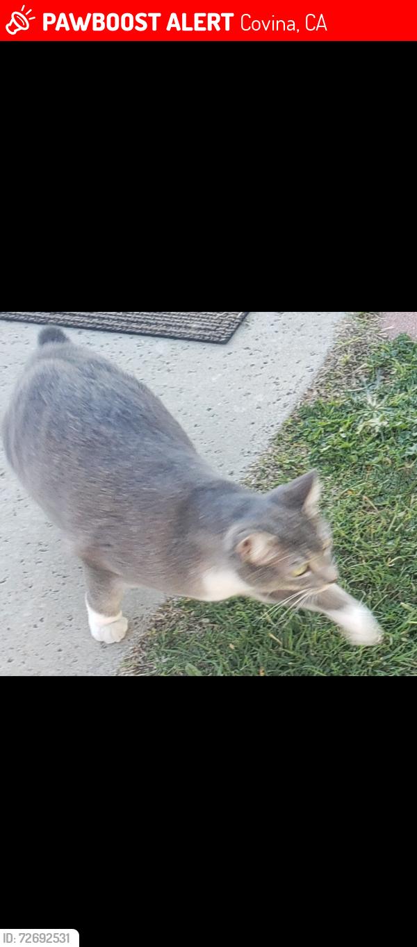 Lost Female Cat last seen Treanor, cienega, big white church corner of valley center and cienega , Covina, CA 91724