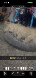 Lost Male Dog last seen 7th st ave k , Lancaster, CA 93535