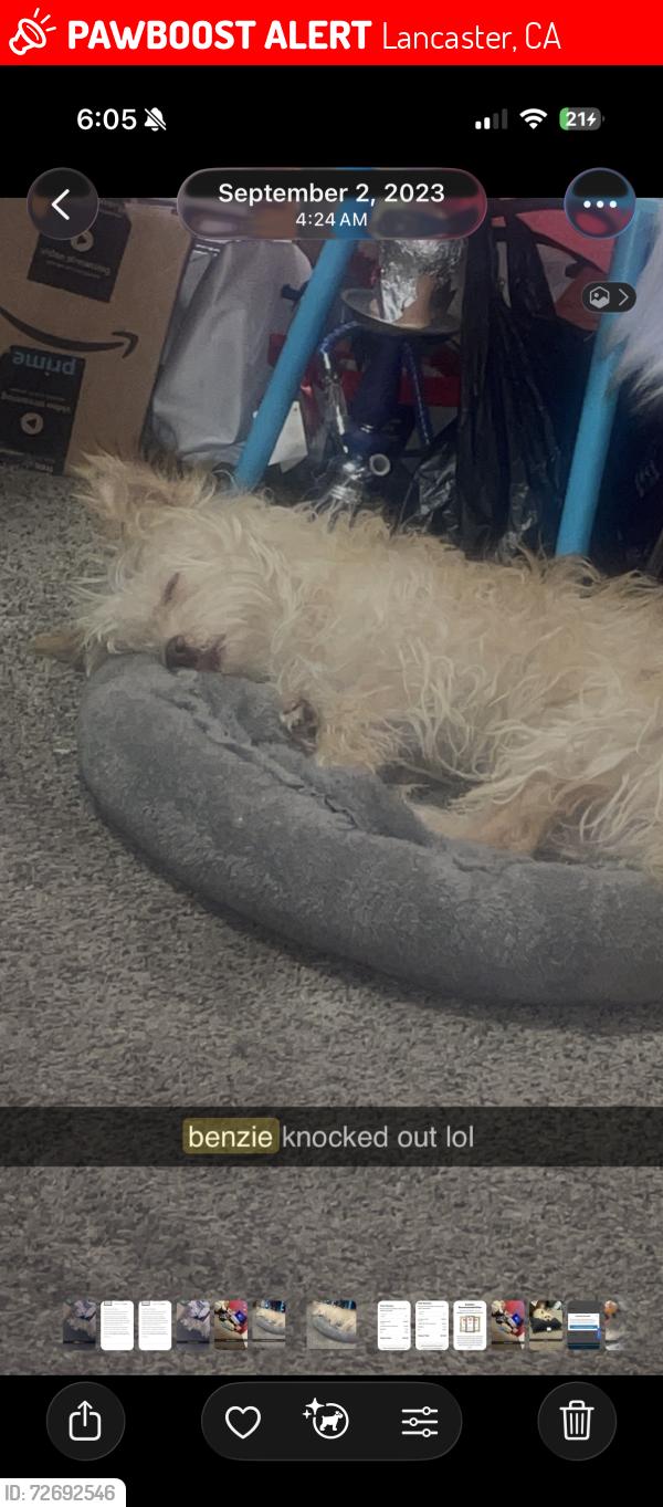 Lost Male Dog last seen 7th st ave k , Lancaster, CA 93535