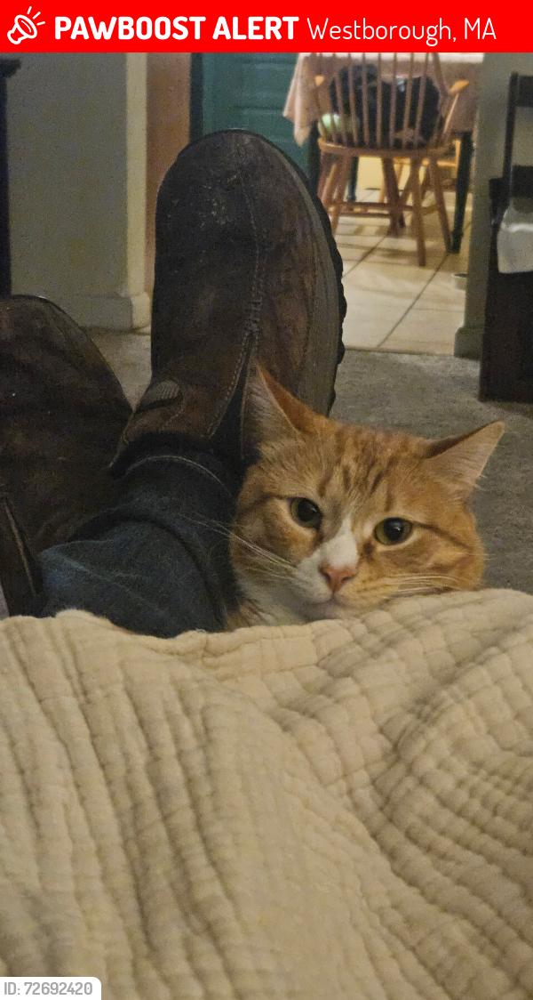 Lost Male Cat last seen Near ruggles and denny street Westboro, Westborough, MA 01581