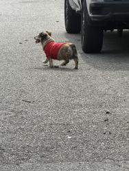 Found/Stray Male Dog last seen Heathland dr in kiln creek , Newport News, VA 23602