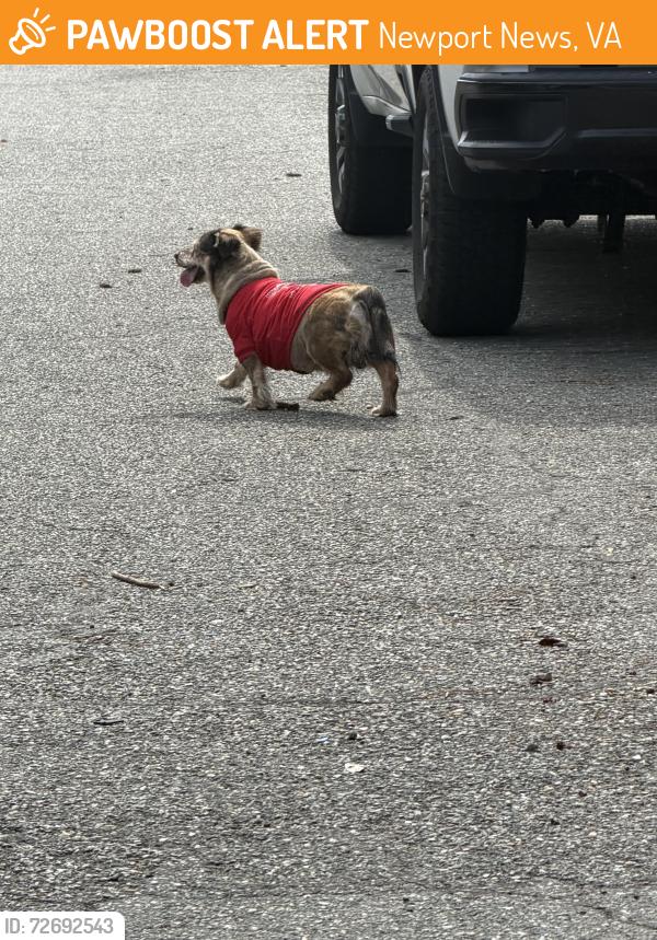 Found/Stray Male Dog last seen Heathland dr in kiln creek , Newport News, VA 23602