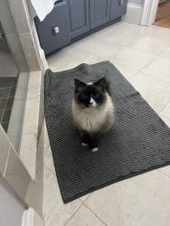 Lost Female Cat last seen Honour Circle NW Atlanta 30305, Atlanta, GA 30305
