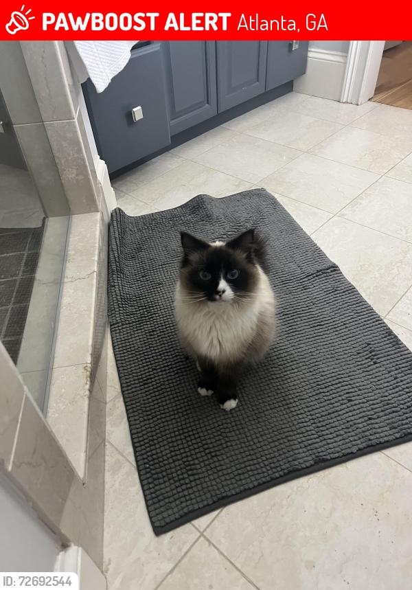 Lost Female Cat last seen Honour Circle NW Atlanta 30305, Atlanta, GA 30305