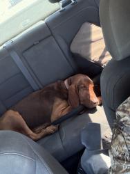 Found/Stray Male Dog last seen Dirt road towards the property line of richloam WMA, Hernando County, FL 33597