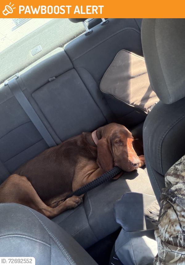 Found/Stray Male Dog last seen Dirt road towards the property line of richloam WMA, Hernando County, FL 33597