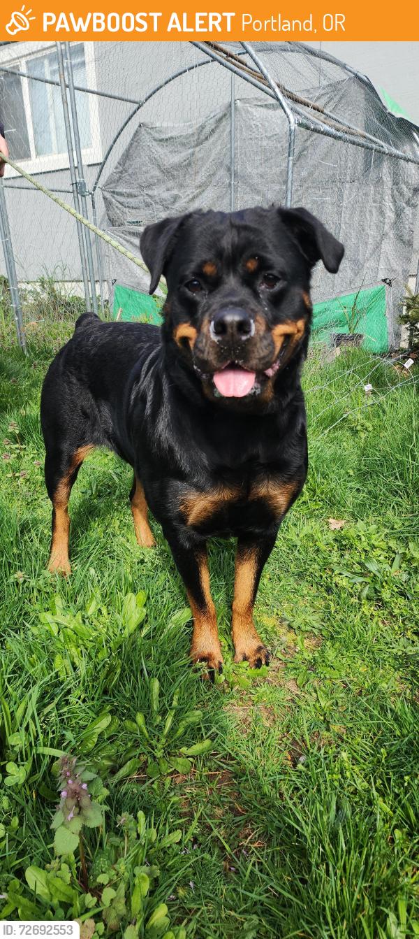 Found/Stray Female Dog last seen 62nd and belmont, Portland, OR 97215