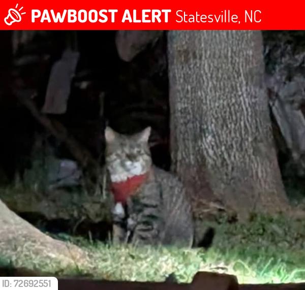 Lost Male Cat last seen Walmart Statesville nc, Statesville, NC 28625