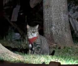 Lost Male Cat last seen Walmart Statesville nc, Statesville, NC 28625