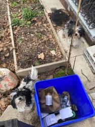 Found/Stray Female Dog last seen Near Spring Garden St, Philadelphia, PA 19104