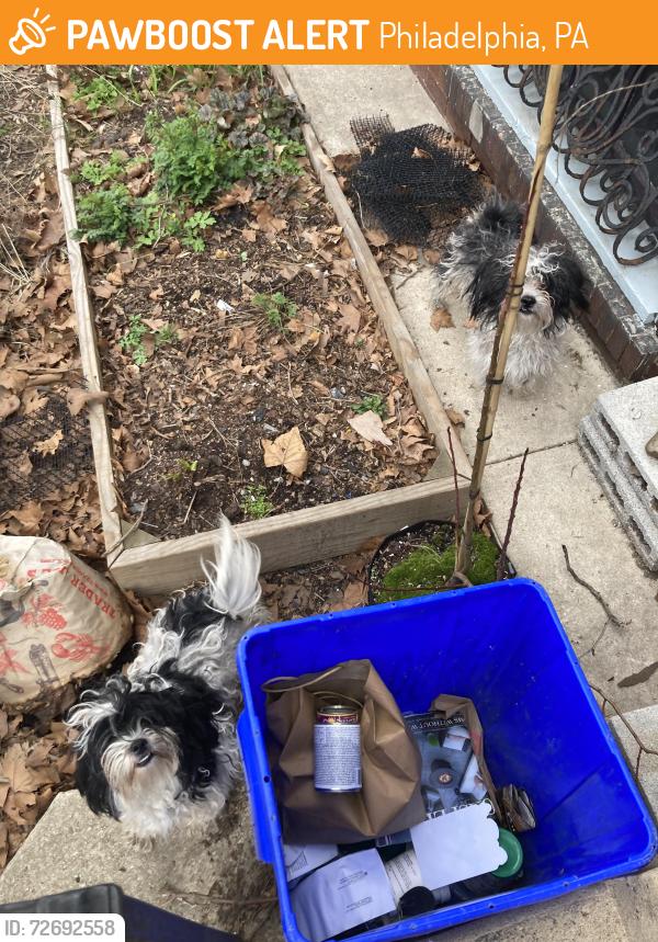 Found/Stray Female Dog last seen Near Spring Garden St, Philadelphia, PA 19104
